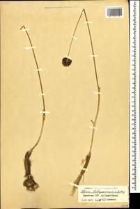 Allium dictyoprasum C.A.Mey. ex Kunth, Caucasus, Armenia (K5) (Armenia)