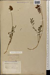 Hedysarum caucasicum M.Bieb., Caucasus, Georgia (K4) (Georgia)