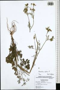 Coriandrum sativum L., Eastern Europe, Central region (E4) (Russia)