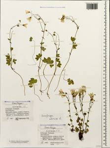 Saxifraga sibirica L., Caucasus, Stavropol Krai, Karachay-Cherkessia & Kabardino-Balkaria (K1b) (Russia)
