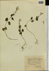 Scutellaria pekinensis var. ussuriensis (Regel) Hand.-Mazz., Siberia, Russian Far East (S6) (Russia)