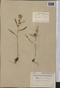 Omalotheca norvegica (Gunnerus) Sch. Bip. & F. W. Schultz, America (AMER) (Canada)