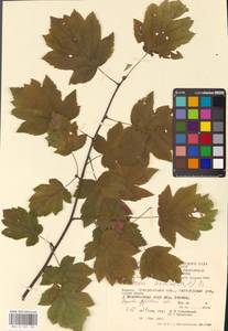 Torminalis glaberrima (Gand.) Sennikov & Kurtto, Eastern Europe, West Ukrainian region (E13) (Ukraine)