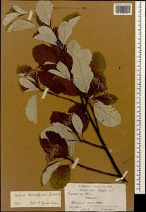 Hedlundia kuznetzovii (Zinserl.) Mezhenskyj, Caucasus, Armenia (K5) (Armenia)