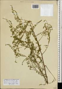 Artemisia arenaria DC., Caucasus, Krasnodar Krai & Adygea (K1a) (Russia)