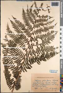 Athyrium filix-femina (L.) Roth, Siberia, Russian Far East (S6) (Russia)