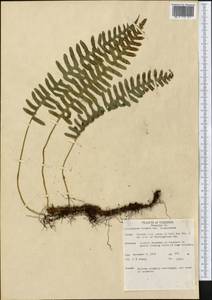 Polypodium virginianum L., America (AMER) (United States)