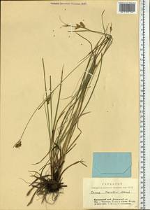 Carex diluta subsp. diluta, Siberia, Central Siberia (S3) (Russia)