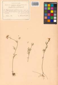 Cardamine pratensis L., Siberia, Russian Far East (S6) (Russia)