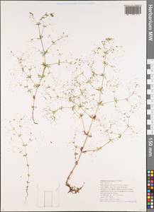 Galium tenuissimum M.Bieb., Caucasus, Krasnodar Krai & Adygea (K1a) (Russia)