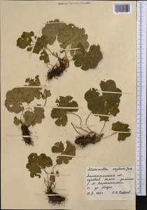 Alchemilla krylovii Juz., Middle Asia, Northern & Central Tian Shan (M4) (Kazakhstan)