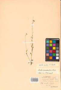 Arabidopsis lyrata subsp. petraea (L.) O'Kane & Al-Shehbaz, Siberia, Russian Far East (S6) (Russia)