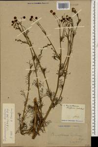 Tripleurospermum disciforme (C. A. Mey.) Sch. Bip., Caucasus, Georgia (K4) (Georgia)