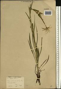 Tragopogon pratensis L., Eastern Europe, Eastern region (E10) (Russia)