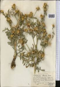 Centaurea iberica Trevis. ex Spreng., Middle Asia, Northern & Central Tian Shan (M4) (Kazakhstan)