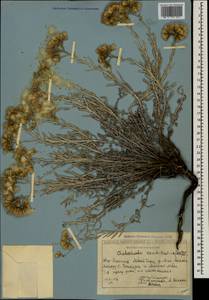 Cladochaeta candissima (M. Bieb.) DC., Caucasus, South Ossetia (K4b) (South Ossetia)