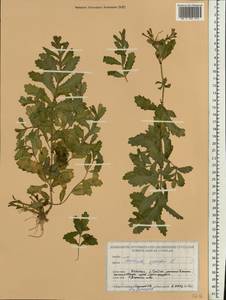 Teucrium scordium L., Eastern Europe, Belarus (E3a) (Belarus)