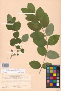 Symphoricarpos albus (L.) C. Koch, Eastern Europe, Moscow region (E4a) (Russia)