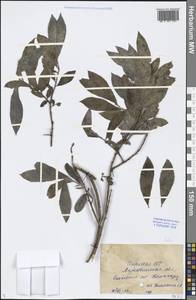 Salix, Middle Asia, Caspian Ustyurt & Northern Aralia (M8) (Kazakhstan)