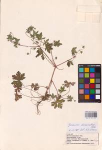 Geranium divaricatum Ehrh., Eastern Europe, Lower Volga region (E9) (Russia)