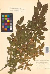 Euonymus alatus (Thunb.) Siebold, Siberia, Russian Far East (S6) (Russia)
