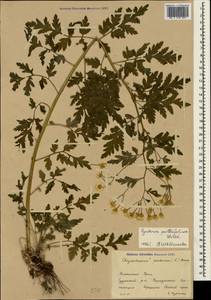 Tanacetum partheniifolium (Willd.) Sch. Bip., Crimea (KRYM) (Russia)