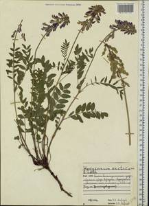 Hedysarum hedysaroides subsp. arcticum (B.Fedtsch.)P.W.Ball, Eastern Europe, Northern region (E1) (Russia)