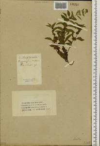 Mentha arvensis L., Siberia, Altai & Sayany Mountains (S2) (Russia)