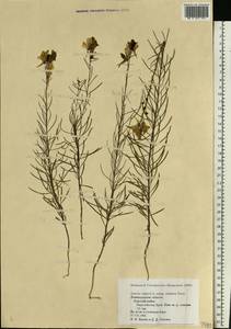 Linaria vulgaris Mill., Eastern Europe, North-Western region (E2) (Russia)