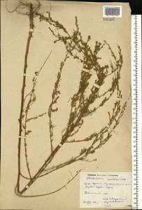 Artemisia marschalliana Spreng., Eastern Europe, Rostov Oblast (E12a) (Russia)