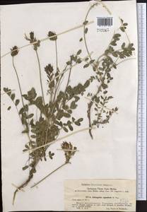 Astragalus ugamicus Popov, Middle Asia, Western Tian Shan & Karatau (M3) (Kyrgyzstan)