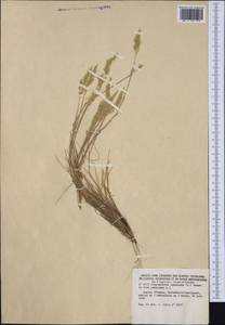 Corynephorus canescens (L.) P.Beauv., Western Europe (EUR) (France)