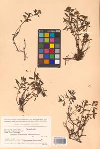 Phedimus sichotensis (Vorosch.) 't Hart, Siberia, Russian Far East (S6) (Russia)