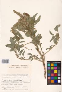 Amaranthus retroflexus L., Eastern Europe, Lower Volga region (E9) (Russia)