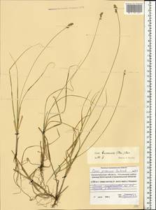 Carex brunnescens (Pers.) Poir., Eastern Europe, Northern region (E1) (Russia)