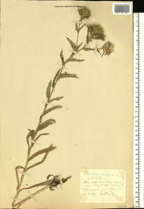 Carlina vulgaris L., Eastern Europe, Central region (E4) (Russia)