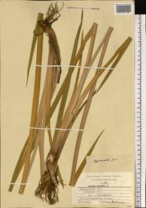 Acorus calamus L., Eastern Europe, Central region (E4) (Russia)
