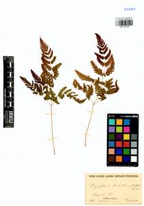 Gymnocarpium jessoense, Siberia, Yakutia (S5) (Russia)