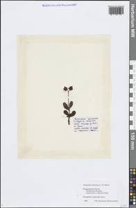 Chimaphila umbellata (L.) W. P. C. Barton, Eastern Europe, Central region (E4) (Russia)