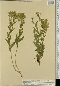 Lepidium appelianum Al-Shehbaz, Mongolia (MONG) (Mongolia)