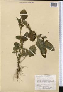 Amaranthus retroflexus L., Middle Asia, Dzungarian Alatau & Tarbagatai (M5) (Kazakhstan)