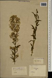 Erigeron canadensis L., Caucasus, North Ossetia, Ingushetia & Chechnya (K1c) (Russia)