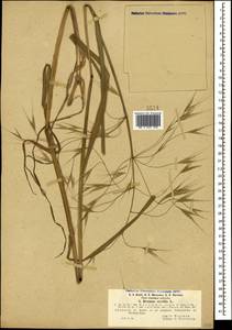 Bromus sterilis L., Caucasus, Abkhazia (K4a) (Abkhazia)