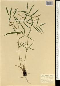 Vicia venosa (Link)Maxim., Mongolia (MONG) (Mongolia)