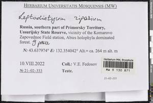 Leptodictyum riparium (Hedw.) Warnst., Bryophytes, Bryophytes - Russian Far East (excl. Chukotka & Kamchatka) (B20) (Russia)