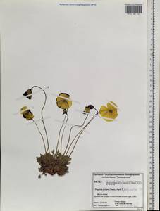 Papaver pulvinatum Tolm., Siberia, Central Siberia (S3) (Russia)