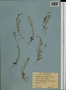Transberingia bursifolia (DC.) Al-Shehbaz & O'Kane, Siberia, Yakutia (S5) (Russia)