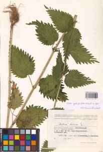 Urtica dioica subsp. pubescens (Ledeb.) Domin, Eastern Europe, Lower Volga region (E9) (Russia)