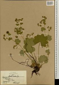 Alchemilla sarmatica Juz., Eastern Europe, Central region (E4) (Russia)