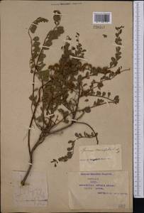 Spiraea crenata L., Middle Asia, Syr-Darian deserts & Kyzylkum (M7) (Kazakhstan)